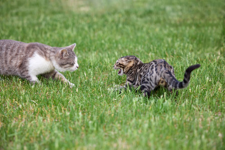 A young Bengal kitten arches and hisses during its first encounter with another cat on a grassy field. Tense moment of feline interaction and social behaviorの写真素材