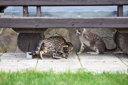 A gray tabby cat and a Bengal kitten face off under a bench. Both cats show defensive postures and intense expressions during a territorial standoffの写真素材