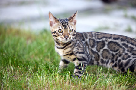Charming Bengal Kitten Frolicking in Lush Green Grassの写真素材