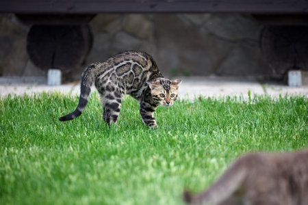 A gray tabby cat and a Bengal kitten face off on a grassy field. Both cats show defensive postures and intense expressions during a territorial standoffの写真素材