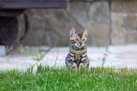 Cute Bengal kitten girl with striking stripes poses on lush green grass, perfect for pet lovers and nature-themed designsの写真素材