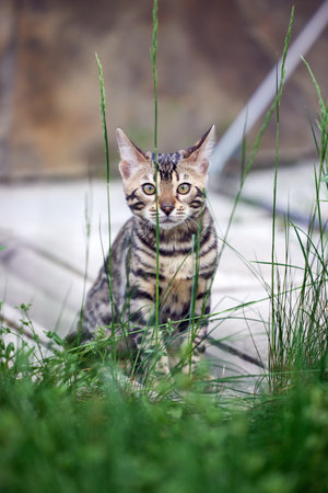 Cute Bengal kitten girl with striking stripes poses on lush green grass, perfect for pet lovers and nature-themed designsの写真素材
