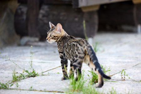 Close-up portrait of a young female Bengal kitten standing on a patio. Her beautiful rosetted coat and alert gaze reflect her wild yet elegant natureの写真素材
