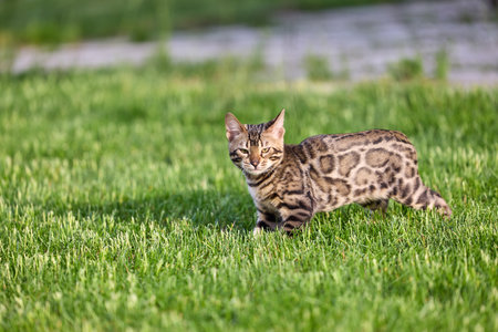 Charming Bengal Kitten walking on a grassy field