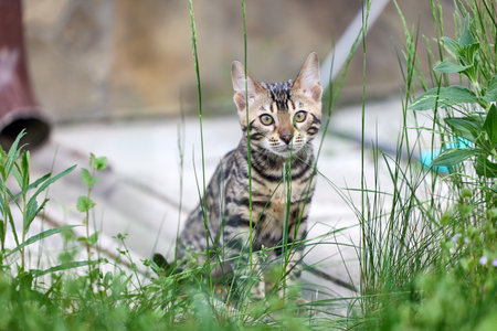 Charming Bengal Kitten Frolicking in Lush Green Grassの写真素材