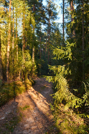 A tranquil forest scene with sunlight filtering through tall pines, highlighting the lush undergrowthの写真素材