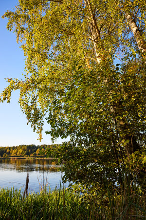 A tranquil riverbank under a clear blue sky, edged by vibrant green foliage and calm watersの写真素材
