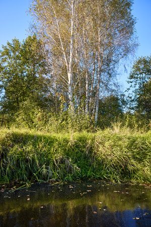 A serene lake bordered by a dense forest reflects the fallen trees and clear sky, embodying peaceful natural beautyの写真素材