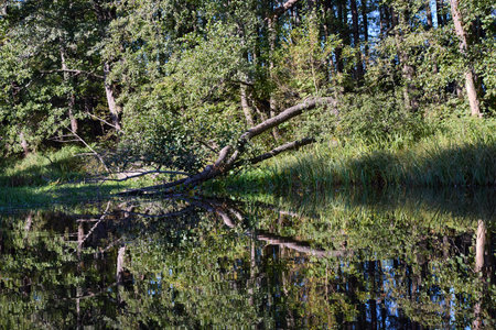 A serene lake bordered by a dense forest reflects the fallen trees and clear sky, embodying peaceful natural beautyの写真素材