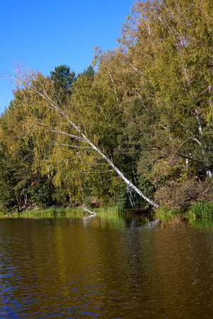 A serene lake bordered by a dense forest reflects the fallen trees and clear sky, embodying peaceful natural beautyの写真素材