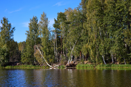 A serene lake bordered by a dense forest reflects the fallen trees and clear sky, embodying peaceful natural beautyの写真素材