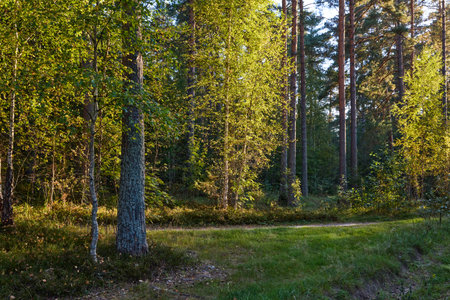 A tranquil forest scene with sunlight filtering through tall pines, highlighting the lush undergrowthの写真素材