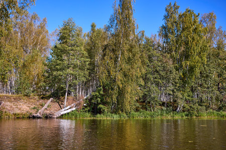 A serene lake bordered by a dense forest reflects the fallen trees and clear sky, embodying peaceful natural beautyの写真素材