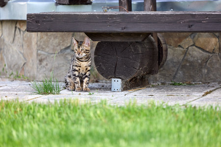 Cute Bengal kitten girl with striking stripes poses on lush green grass, perfect for pet lovers and nature-themed designsの写真素材