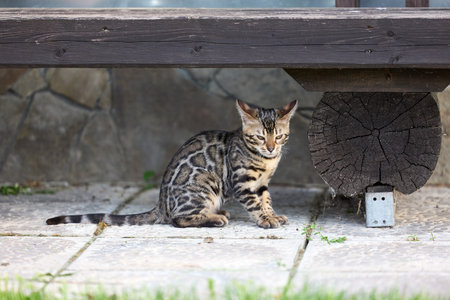 Close-up portrait of a young female Bengal kitten sitting on a patio. Her beautiful rosetted coat and alert gaze reflect her wild yet elegant natureの写真素材