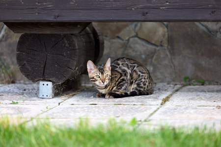 Cute Bengal kitten girl with striking stripes poses on Stone Pavement, perfect for pet lovers and nature-themed designsの写真素材