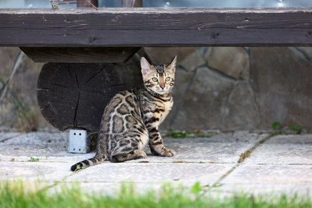 Cute Bengal kitten girl with striking stripes poses on Stone Pavement, perfect for pet lovers and nature-themed designsの写真素材