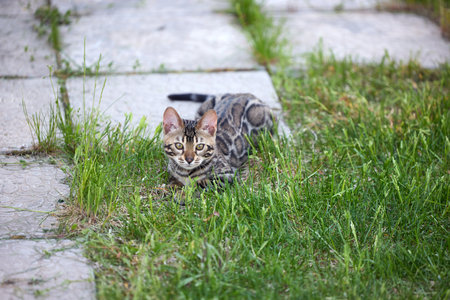 Charming Bengal Kitten Frolicking in Lush Green Grassの写真素材