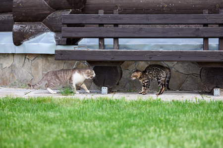A gray tabby cat and a Bengal kitten face off under a bench. Both cats show defensive postures and...