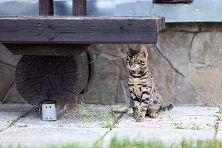 Close-up portrait of a young female Bengal kitten sitting on a patio. Her beautiful rosetted coat and alert gaze reflect her wild yet elegant natureの写真素材