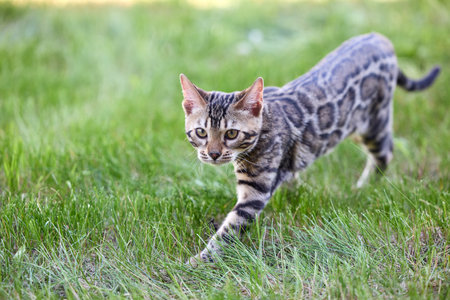 Charming Bengal Kitten walking on a grassy fieldの写真素材