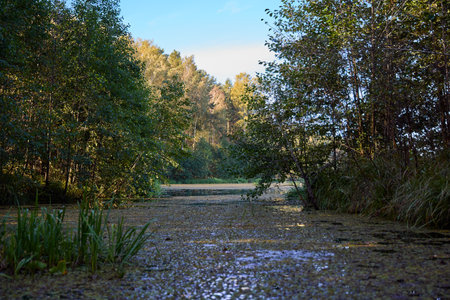 A serene water surface with floating algae and reflections of trees and clear sky, creating a...