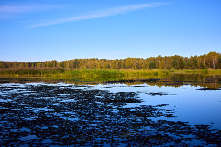 A serene water surface with floating algae and reflections of trees and clear sky, creating a...