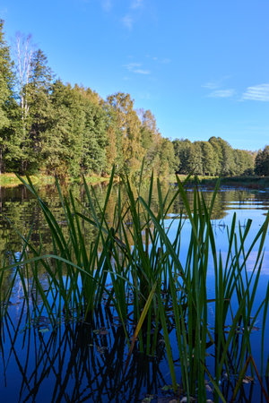 A tranquil lake scene with vibrant green reeds in the foreground, reflecting in calm waters against...