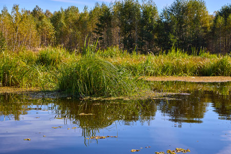 A tranquil lake scene with vibrant green reeds in the foreground, reflecting in calm waters against...