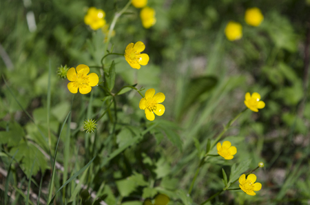 Small field yellow flowers growing in the summerの写真素材