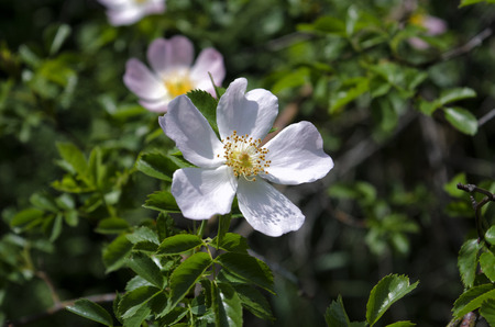 Blossom apple tree over nature background Spring flowersSpring Background toned green imageの写真素材