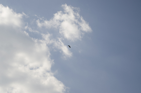 Wild bird in the skyの写真素材