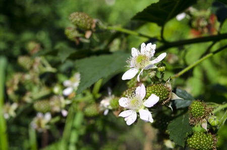Raspberry Blossom in spring with green raspberryの写真素材