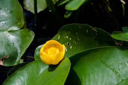 Yellow flower of a lily and green leafの写真素材