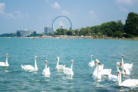 Swan flock on the Balaton lake in Siofok with Ferris wheel in the background