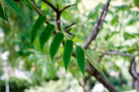 Bright spring natural background from the fresh leaves of willow