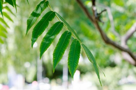 Bright spring natural background from the fresh leaves of willow