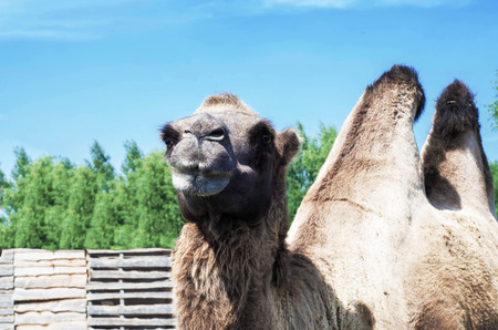 Camel in the zooの写真素材