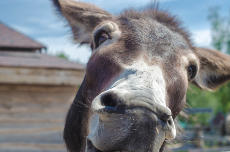 Funny donkey eating a pice of wood from the fence at a farm