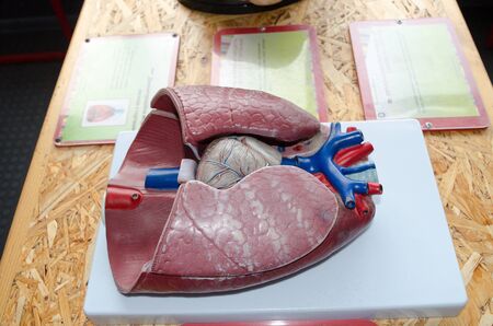 Inside Human Body: Plastic lungs modelの写真素材