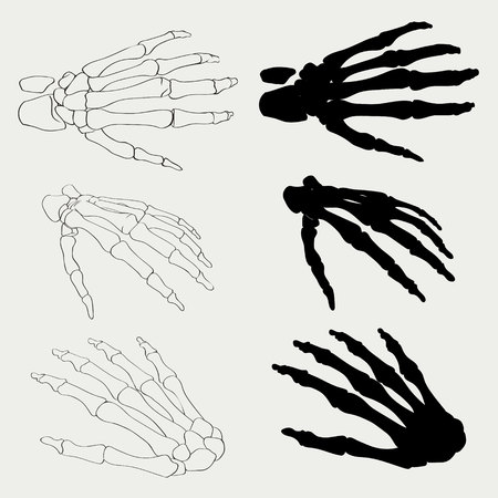 Human hand bones anatomy isolated vector illustration. Black and white hand bones for medical or Halloween design. Human hand bones skeleton silhouette collection set. Realistic hand bones EPS 10.のイラスト素材