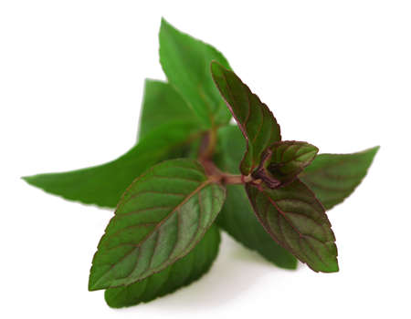 fresh mint leaves on white