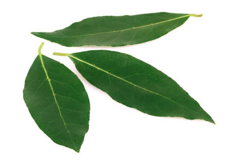 Bay leaf isolated on white 