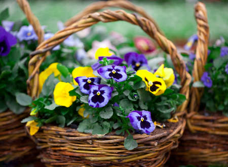 Beautiful bouquet viola in potの写真素材