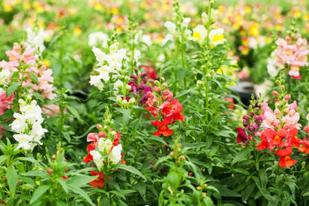 Flowers in pots in the greenhouse