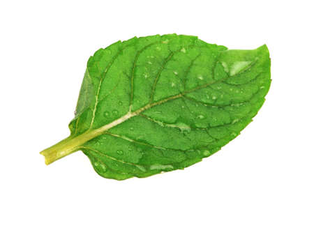 Leaf of mint isolated on a white background.