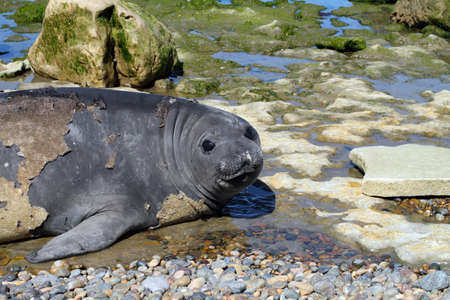 Seal on the Atlantic coast of Argentine Patagoniaの写真素材