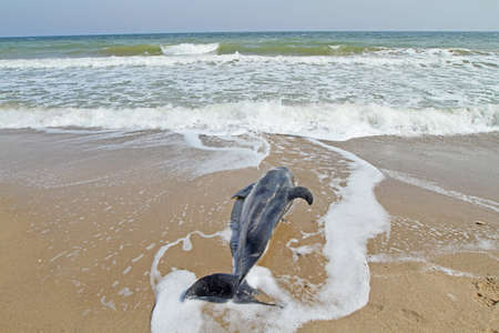 Dead dolphin on the Black Sea coastの写真素材