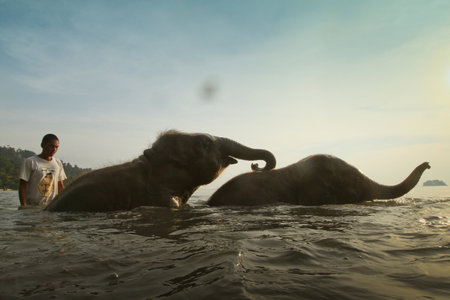 KO CHANG, TRAT/THAILAND - DECEMBER 22:  Bathing elephants in the sea on December 22, 2011 on Ko Chang, Thailand. Nowadays, development of the tourism industry found a new use for elephants in Thailand のeditorial素材