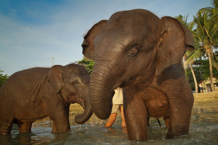 KO CHANG, TRAT/THAILAND - DECEMBER 22:  Bathing elephants in the sea on December 22, 2011 on Ko Chang, Thailand. Nowadays, development of the tourism industry found a new use for elephants in Thailand のeditorial素材